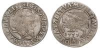 grosz na stopę litewską 1555, Wilno, bardzo rzad