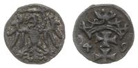denar 1549, Gdańsk, patyna, rzadki, Tyszk. 8
