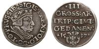 trojak 1537, Gdańsk, G.37.2.f (R1)