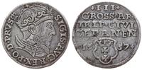 trojak  1557, Gdańsk, popiersie króla bez obwódk