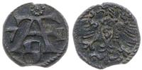 denar 1571, Królewiec, patyna, rzadki, Slg. Mari