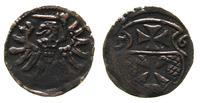 denar 1556, Elbląg