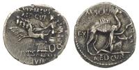 denar 58 pne, Aw: Król Aretas klęczący przy wiel