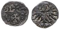 denar 1556, Elbląg, patyna, rzadki i ładnie zach