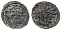 denar 1556, Elbląg, lekko niedobity, Kop. 7100 (