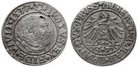 Prusy Książęce 1525-1657, grosz, 1537