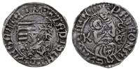 denar bez daty (1490-1502), Aw: Tarcza herbowa, 