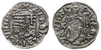denar bez daty  (1500-1502), Aw: Tarcza herbowa,
