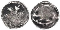 denar 1450-1480, Pyrzyce, Aw: Rozeta, Rw: Gryf w