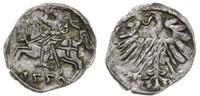 denar 1550, Wilno, rzadki rocznik, Cesnulis-Ivan