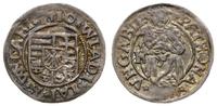 denar 1510 K, Kremnica, Aw: Tarcza herbowa, WLAD