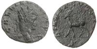 antoninian bilonowy 267-268, Rzym, Aw: Głowa ces