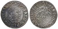 grosz 1542, Królewiec, patyna, Slg. Marienburg 1