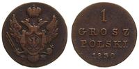 1 grosz polski 1830 / F.H., Warszawa, Plage 224