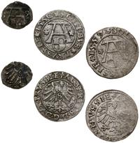zestaw 3 monet, Królewiec, denar 1559 oraz szelą