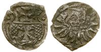 denar 1556, Elbląg, patyna, nierówno wycięty krą