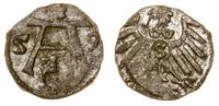 denar 1559, Królewiec, rzadki i ładnie zachowany