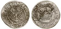Polska, pólgrosz koronny, bez daty (1502–1506)