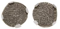 denar bez daty (1500–1502), Kremnica, moneta w p