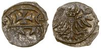 denar 1554, Elbląg, rzadki rocznik, CNCE 231, Ko