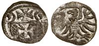 denar 1555, Elbląg, CNCE 232, Kop. 7099 (R3), Pf