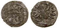 denar 1556, Elbląg, CNCE 233, Kop. 7100 (R3), Pf