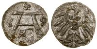 denar 1559, Królewiec, rzadki rocznik, Kop. 3754