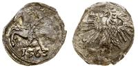 denar 1563, Wilno, lekko niedobity, Cesnulis-Iva