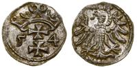 denar 1554, Gdańsk, patyna, bardzo ładny, CNG 81