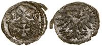 denar 1555, Elbląg, krążek wycięty nierówno, ład