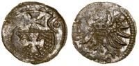 denar 1556, Elbląg, patyna, miejscowo niedobity,