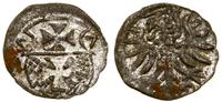 denar 1557, Elbląg, miejscowy, rdzawy nalot, ale