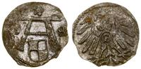 denar 1558, Królewiec, bardzo rzadki rocznik, H-