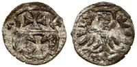 denar 1554, Elbląg, ładny, rzadki rocznik, CNCE 