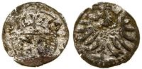 denar 1557, Elbląg, blask menniczy na monecie, C