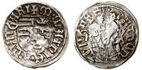 denar 1479–1485, Kremnica, Aw: Tarcza herbowa, +