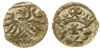 denar 1555, Gdańsk, ładnie zachowany, CNG 81.VII
