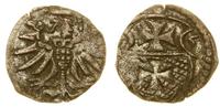 denar 1555, Elbląg, moneta lekko czyszczona, CNC