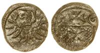 denar 1556, Elbląg, ładny blask menniczy, CNCE 2