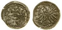denar 1555, Elbląg, patyna, CNCE 232, Kop. 7099 