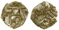 denar 1553, Królewiec, miejscowa patyna, blask m