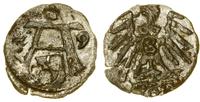 denar 1559, Królewiec, bardzo ładny, rzadki rocz