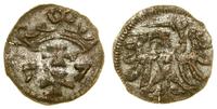 denar 1557, Gdańsk, odmiana z prostą koroną, rza