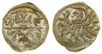 denar 1556, Elbląg, minimalnie niedobity, CNCE 2
