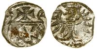 denar 1554, Elbląg, rzadszy rocznik, CNCE 231, K