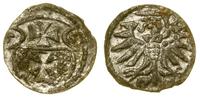 denar 1555, Elbląg, bardzo ładny, CNCE 232, Kop.