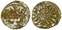 denar 1557, Elbląg, miejscowa patyna, bardzo ład