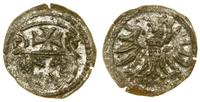 denar 1555, Elbląg, ładny blask, CNCE 232 (R4), 