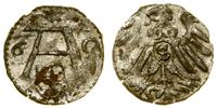 denar 1560, Królewiec, rzadki rocznik, ładny bla