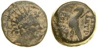 brąz 113–110 pne, Antiochia ad Orontem, Aw: Głow